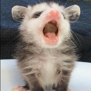 Meet your Posher, Mandy